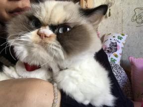 Grumpy Cat 2.0: den nye grumpy cat erobrer internettet