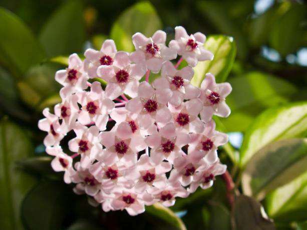 Artur Karnoza Hoya (Hoya carnosa), eller voks vedbend