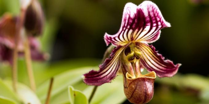 Hvordan til at passe orkideer Pafiopedilum