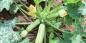 Hvordan man planter og plejer zucchini for at få en rig høst