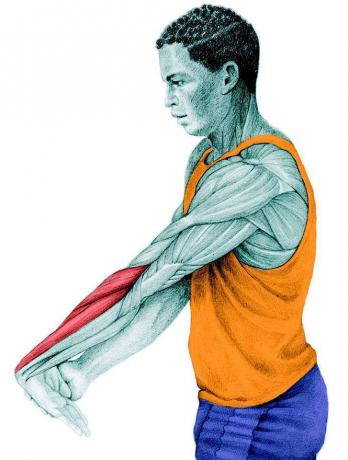 Anatomi af stretching: strække underarmen extensors