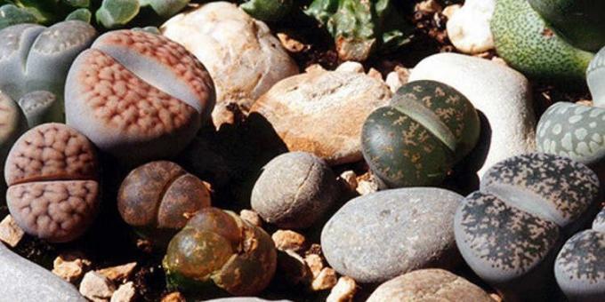 Sukkulenter: levende sten