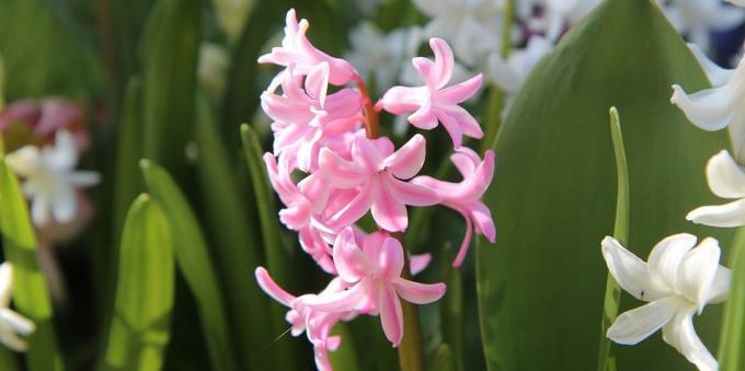 Værelses pæreformet blomster: Hyacinth