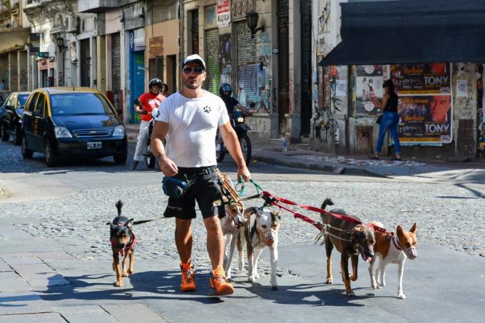 besøge Argentina: Hunde
