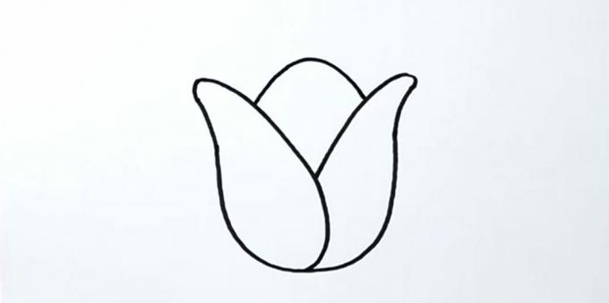 Sådan tegner du en tulipan: skitserer midterbladet