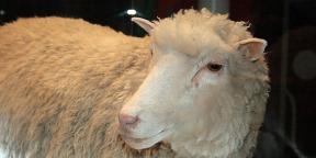 Hvad har ændret sig i kloningens verden siden fåren Dolly
