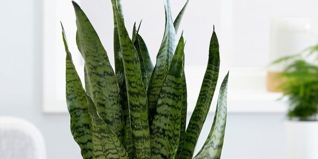 Shade stueplanter: Sansevieriya zeylanika