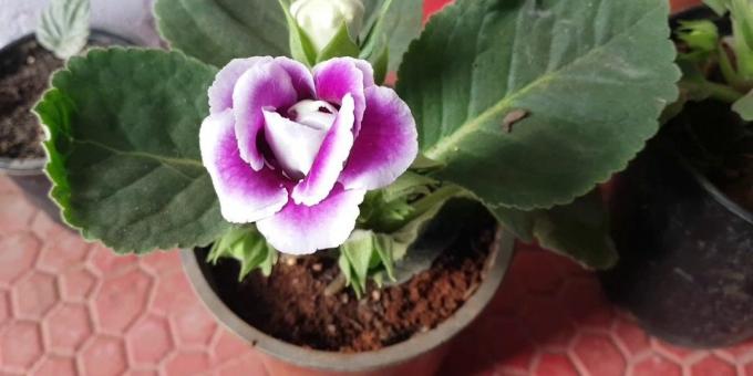 Gloxinia og hendes pleje: hvordan man transplantation