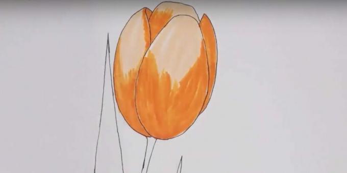 Sådan tegner du en tulipan: mal knoppen orange