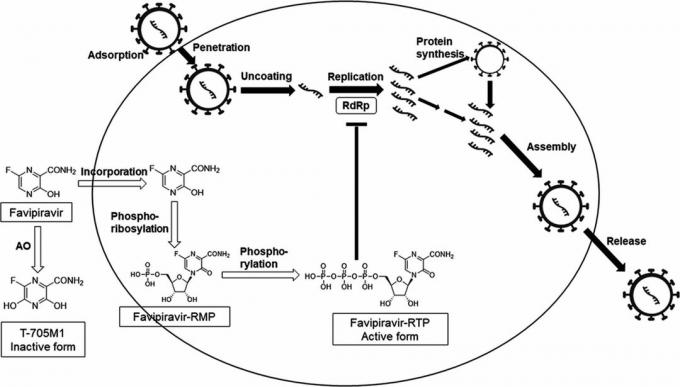 Virkningsmekanismen for favipiravir, på grundlag af hvilken Avifavir blev udviklet