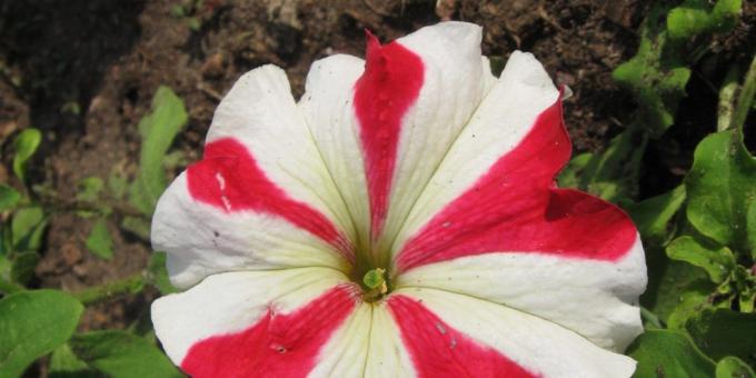 Uhøjtidelig blomster til blomsterbede: Petunia grandiflora