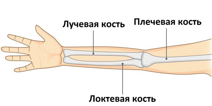 Når en arm er brudt, såres en af ​​dens tre knogler.