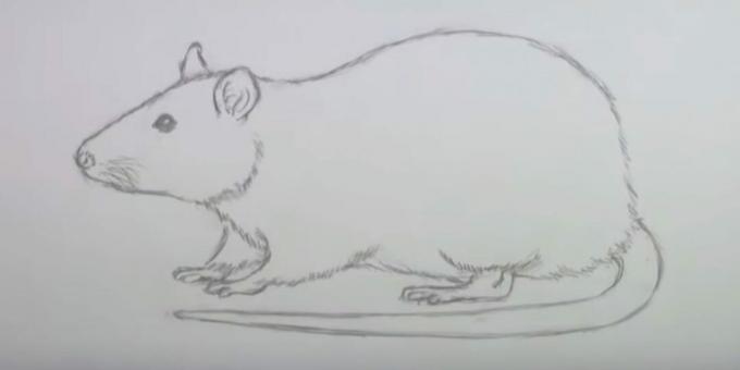 Sådan tegner du en mus: slet skitser