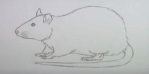 15 måder at tegne en mus eller en rotte på
