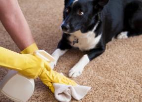 Hvordan at rengøre tæppet: den generelle regel, vanskelige pletter og rengøringsmidler