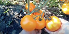 Hvornår skal man plante tomater til frøplanter, og hvordan man gør det
