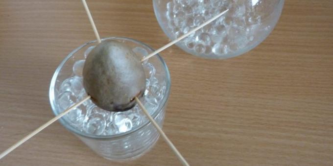 Hvordan at vokse en avocado fra en sten: Stenen i et glas med hydrogel