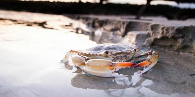 UAE: jagten på krabber i UAE