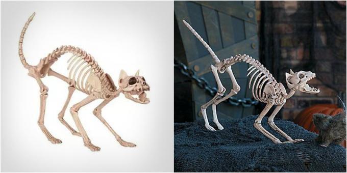 kat skelet