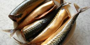 7 måder at hurtigt og velsmagende lage makrel i hjemmet