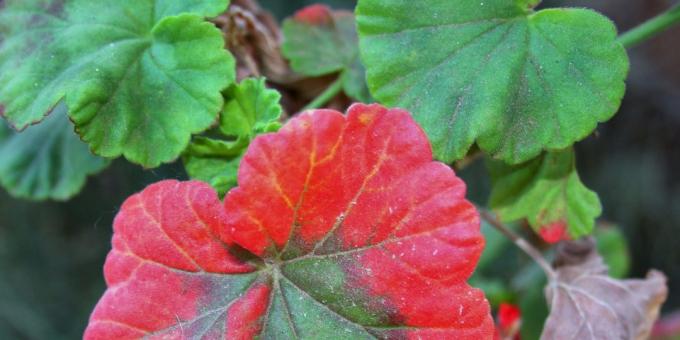 Hvordan man behandler en geranium hvis rødmende blade
