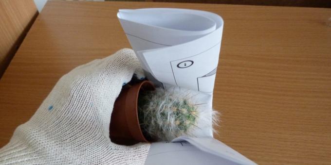 Hvordan at omplante blomsten, hvis transplantation en kaktus, tage den med en rullet papir