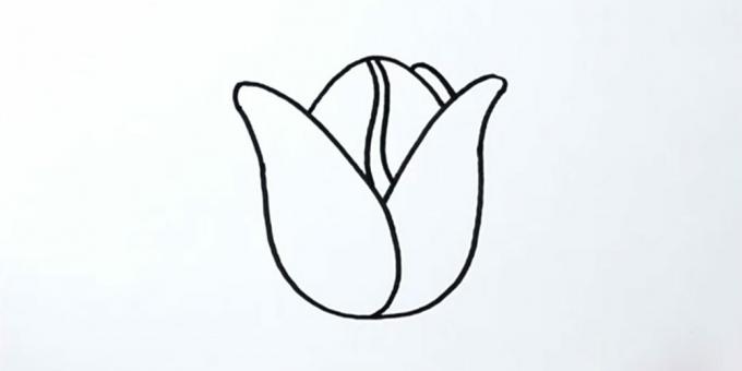 Hvordan man tegner en tulipan: tilføj en knopp