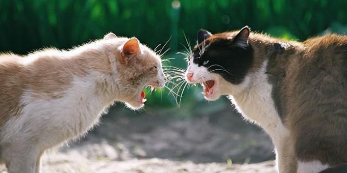 Ofte katte aggression forårsaget af hormoner