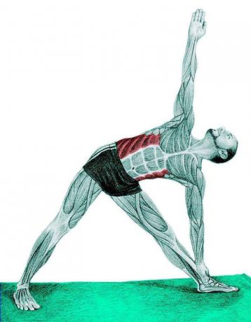Anatomi strækning: Triangle Pose