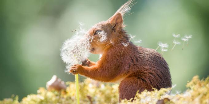 De mest latterlige billeder af dyr - egern med mælkebøtte