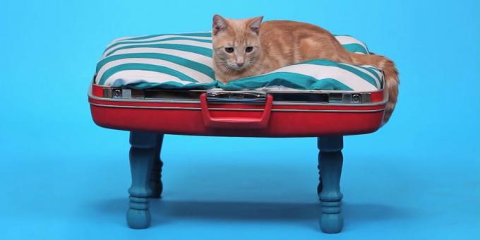 Hvordan man laver en seng til en kat fra en kuffert med egne hænder
