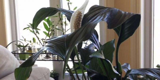 Pleje Spathiphyllum hjemme: Hvor til at sætte Spathiphyllum