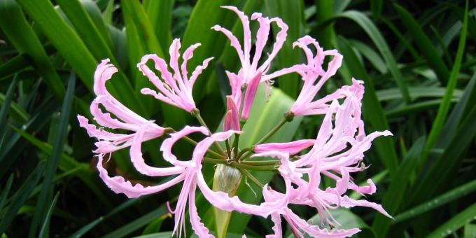 Værelses pæreformet blomster: Nerina