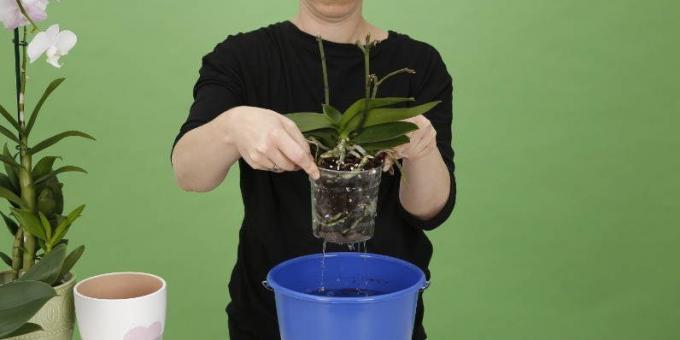 Sådan vand Orchid: hæve puljen for at slippe af med overskydende vand