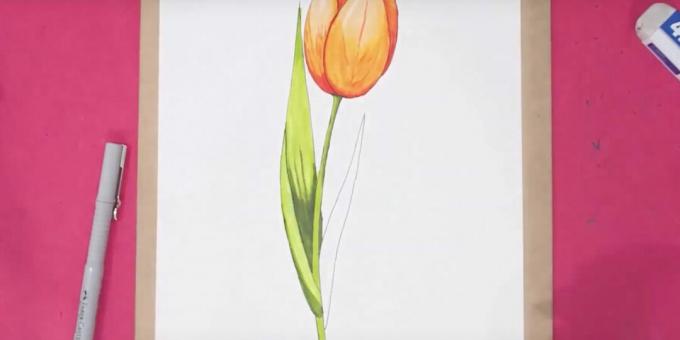 Sådan tegner du en tulipan: afslut det venstre blad