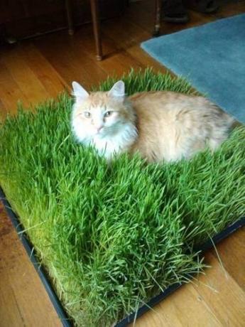 Pad af græs til kat
