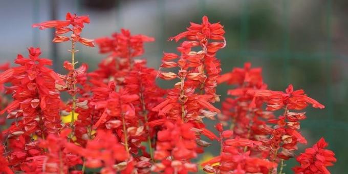 Uhøjtidelig blomster til blomsterbede: Salvia mousserende