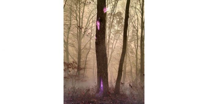 violet flamme træ
