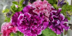 Hvordan man dyrker en petunia for at nyde frodige blomster hele sommeren