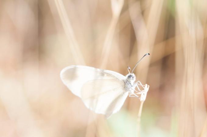hvor smukt at fotografere en sommerfugl