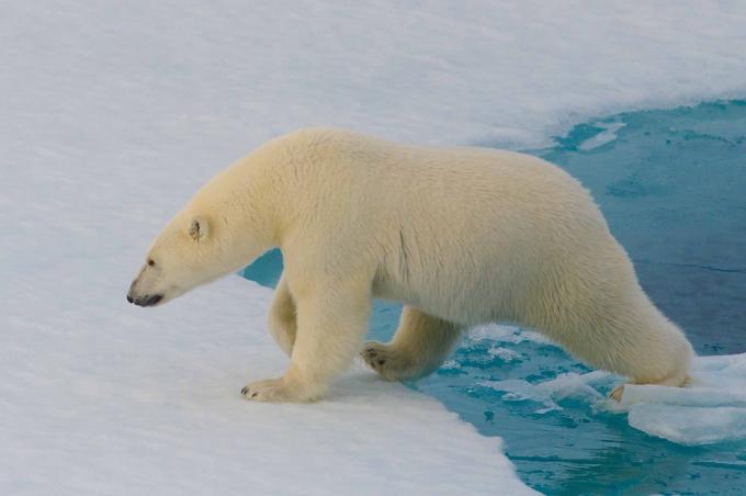 ikke kan påvises isbjørne med et termisk kamera: Interessante fakta