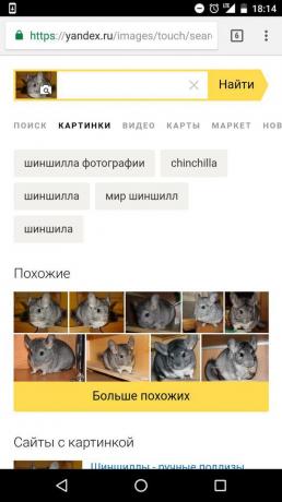 "Yandex": bestemmelse af dyret på billedet