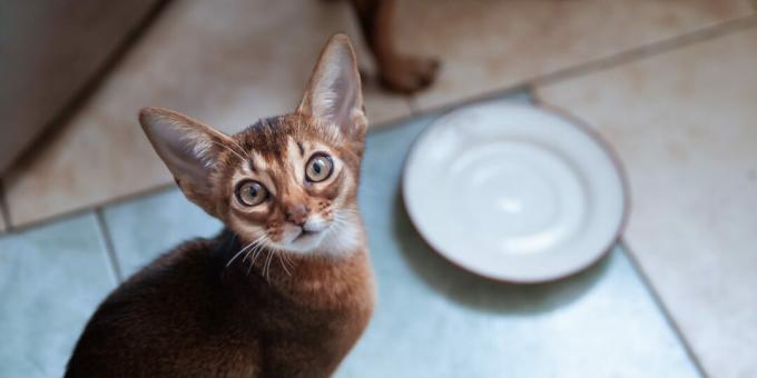 Hvad man skal fodre abessinske katte