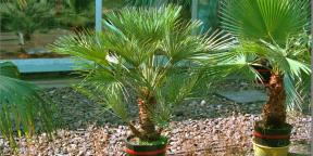 10 potteplanter palmer, som vil forvandle huset i troperne