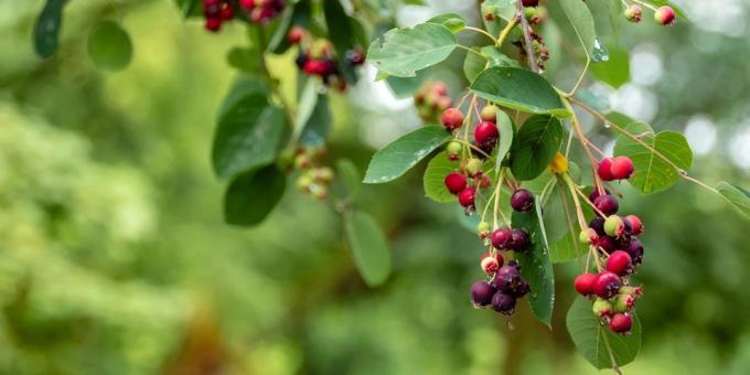 Skadelige fødevarer: umoden sort hyldebær