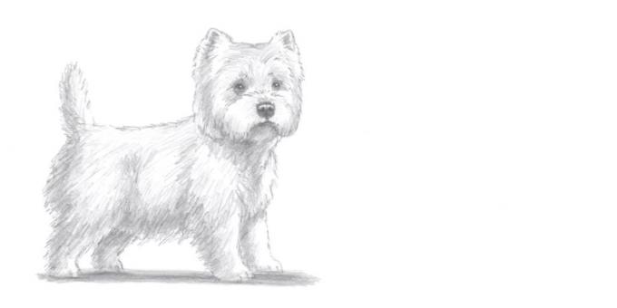 Sådan at tegne en hund stående i en realistisk stil