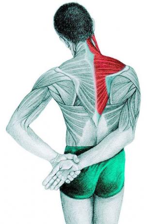 Anatomi af stretching: trapezius, supraspinatus, deltoideus