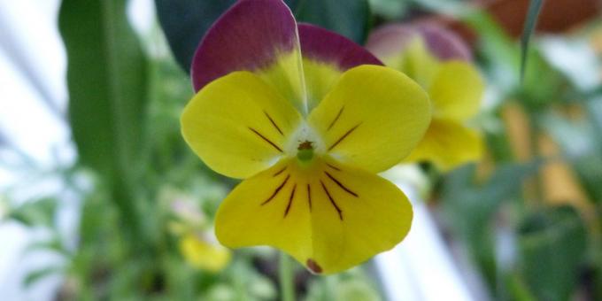 Uhøjtidelig blomster til blomsterbede: Tre-farvet Viola