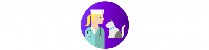 hvordan man passer en kat: et besøg hos dyrlægen