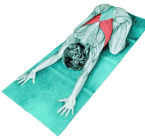 Anatomi af stretching: udgøre barn